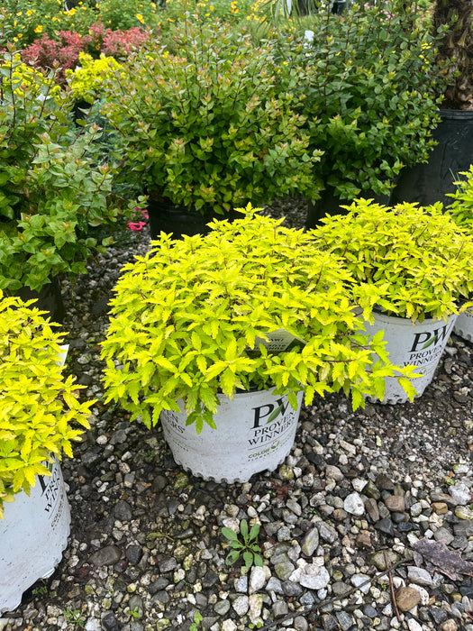 Sunshine Blue® II Caryopteris (Bluebeard)