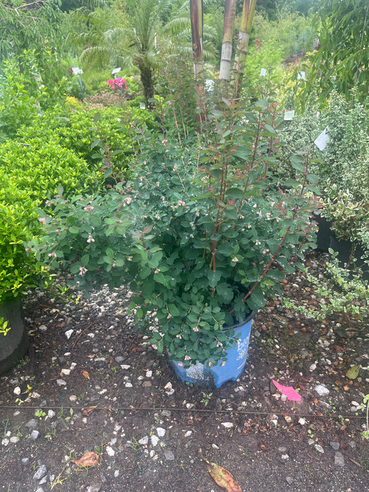 Pink Posy™ Snowberry