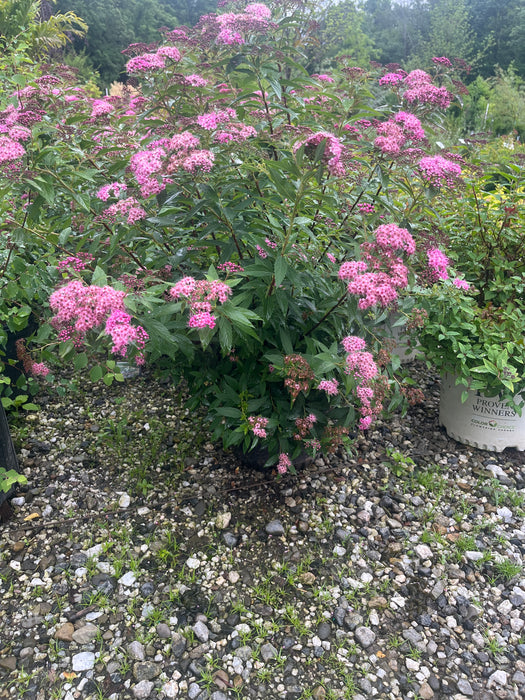 Shirobana Spirea