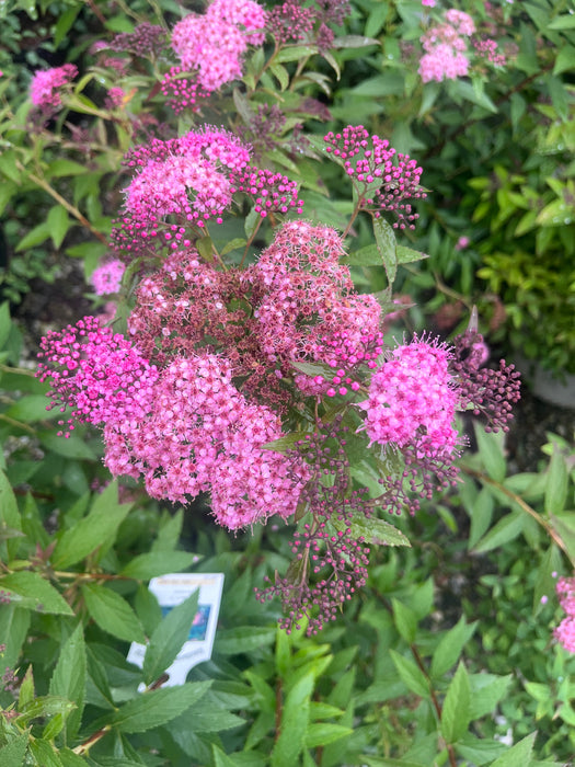 Shirobana Spirea