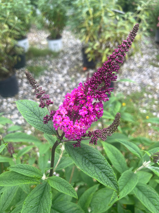 Miss Ruby Butterfly Bush