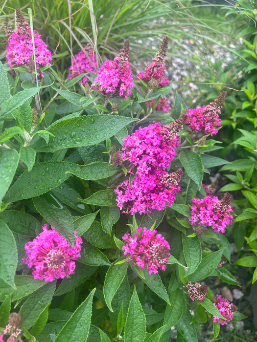 Dapper Pink Butterfly Bush