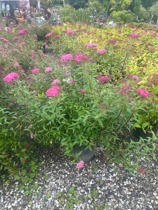 Anthony Waterer Spirea