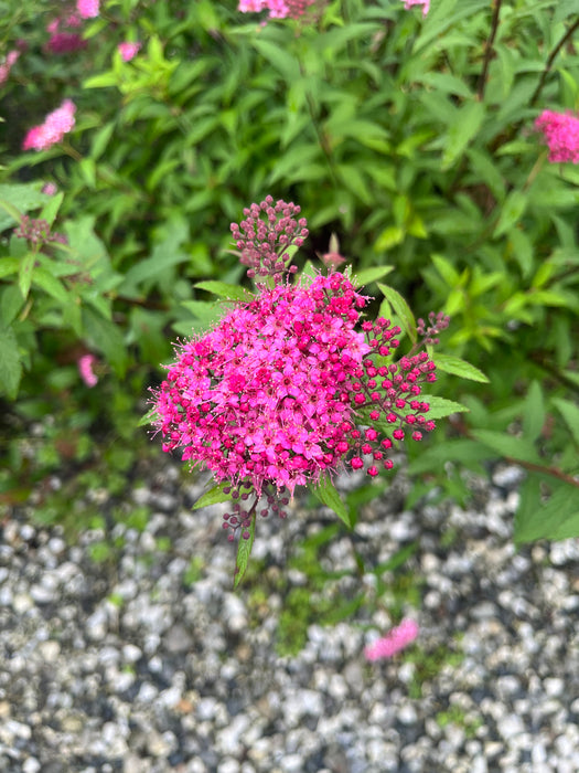 Anthony Waterer Spirea