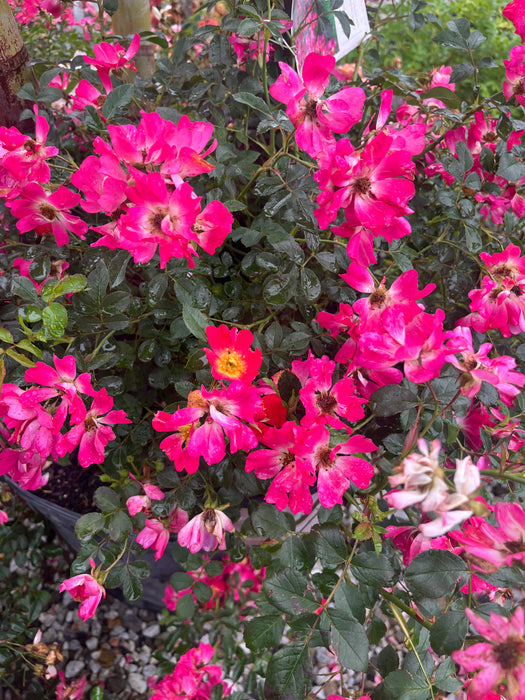 Pink Knock Out® Rose