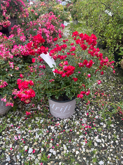 Red Drift® Rose