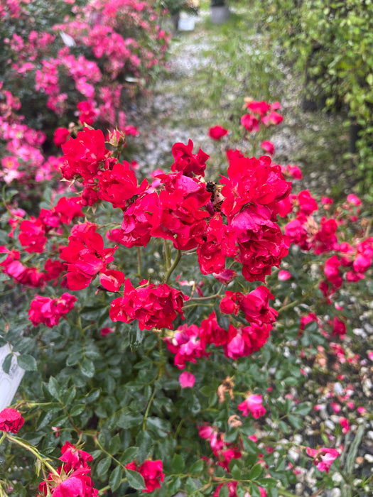 Red Drift® Rose