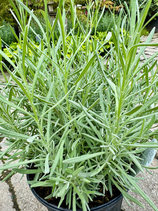 Phenomenal® Lavender