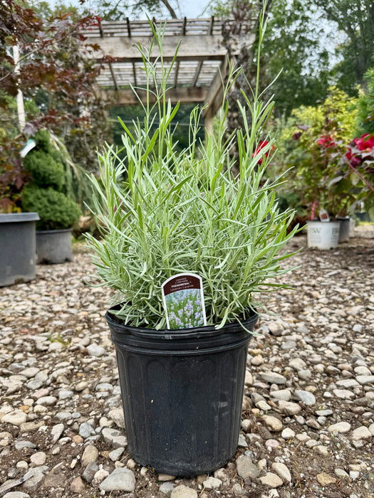 Phenomenal® Lavender