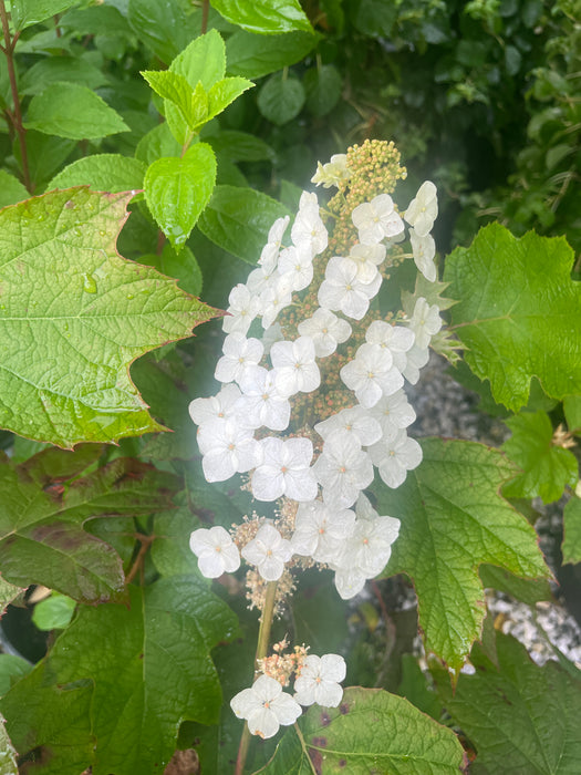 Pee Wee Oak Leaf Hydrangea