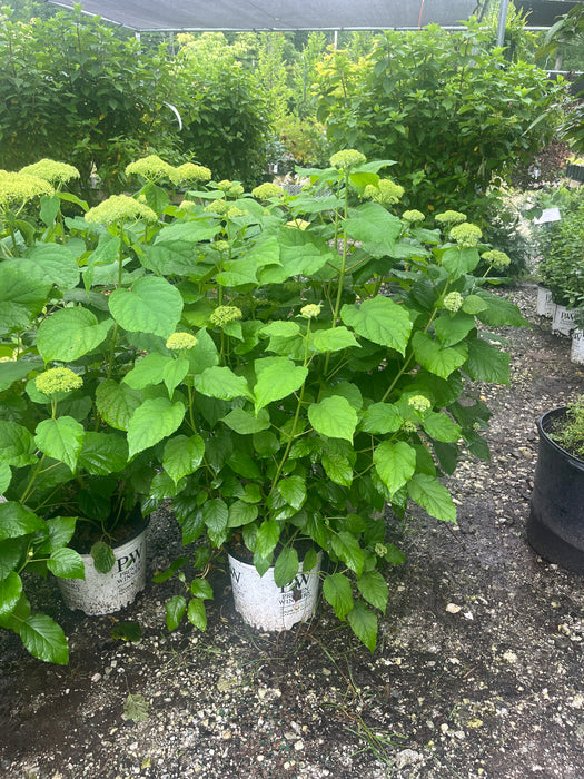 Incrediball® Hydrangea