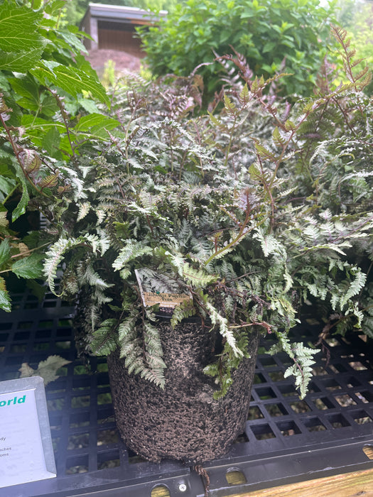 Regal Red Japanese Painted Fern