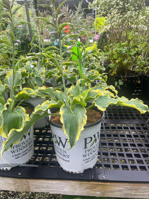 Shadowland® Voices In The Wind Hosta