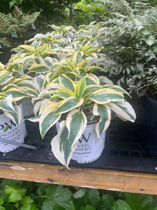 Shadowland® Autumn Frost Hosta