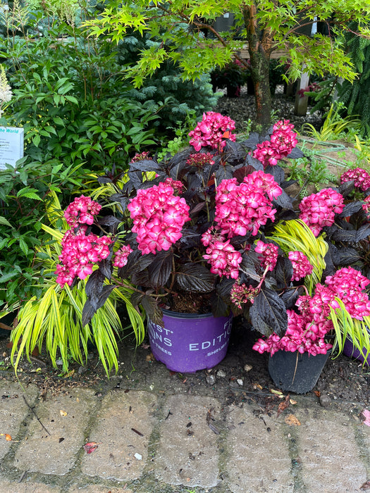 Eclipse® Bigleaf Hydrangea