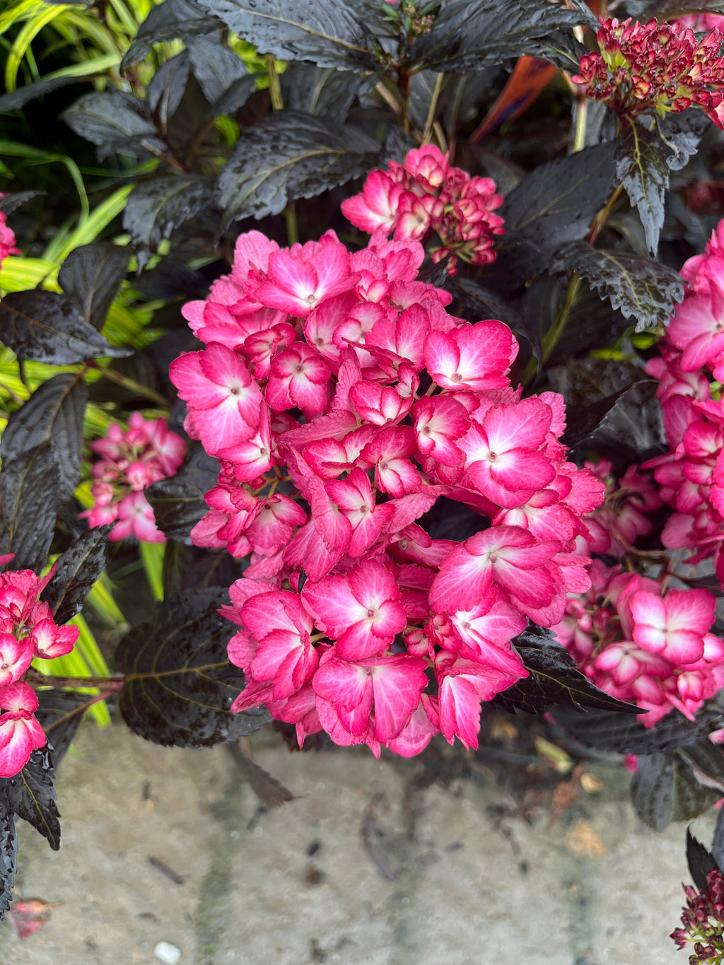 Eclipse® Bigleaf Hydrangea