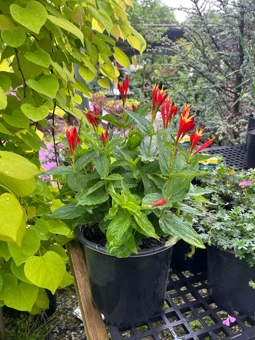 Ragin Cajun Spigelia