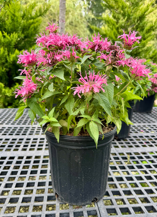 Balmy Pink Bee Balm