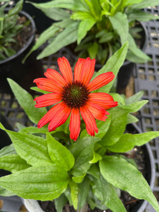Kismet Red Coneflower