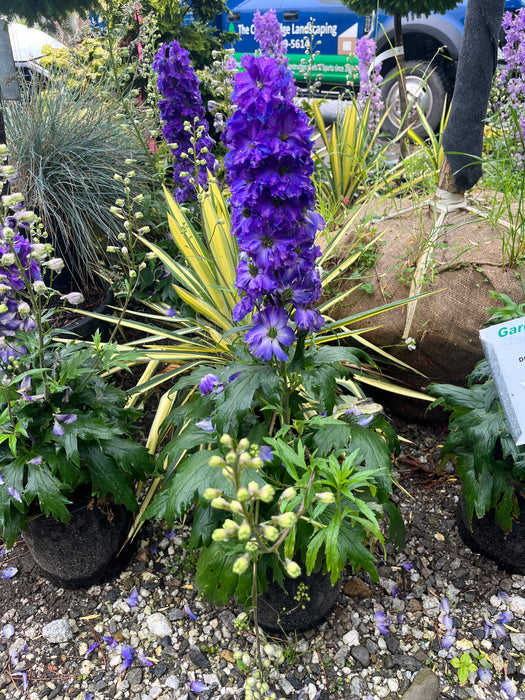 Delgenius Kingsley Delphinium