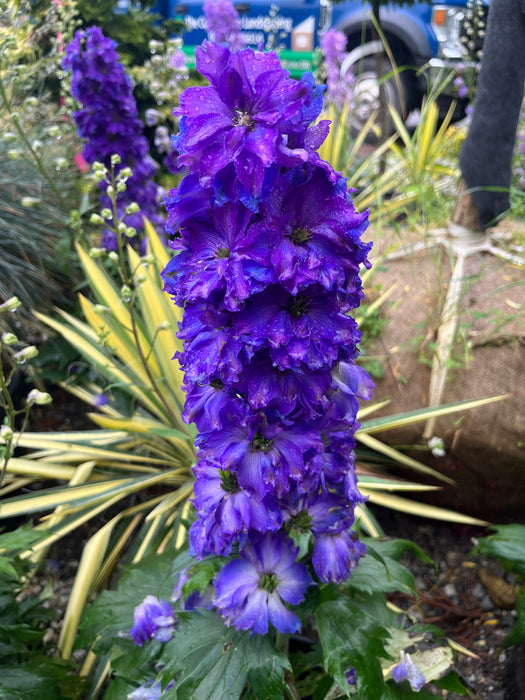 Delgenius Kingsley Delphinium