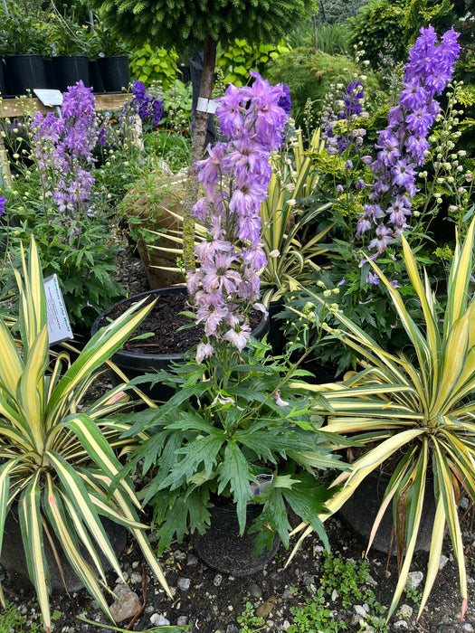 Delgenius™ Breezin Delphinium