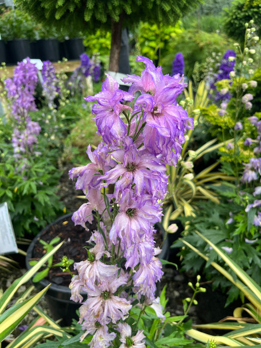 Delgenius™ Breezin Delphinium
