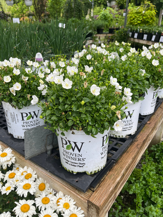 Mini Marvels™ Starbright Bellflower