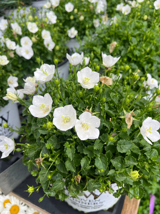 Mini Marvels™ Starbright Bellflower