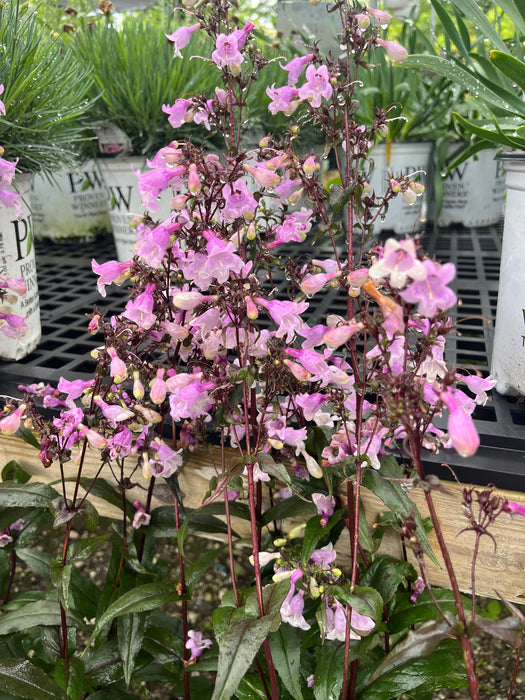 Midnight Masquerade Beardtongue