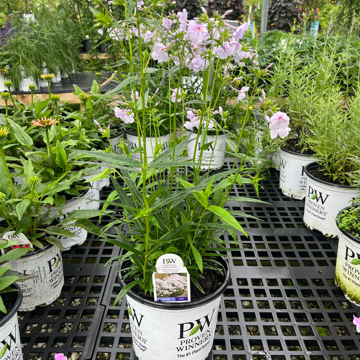 アクセサリー Phlox Japan Opening Act Pink-A-Dot Phlox For Sale Online! | Proven Winners