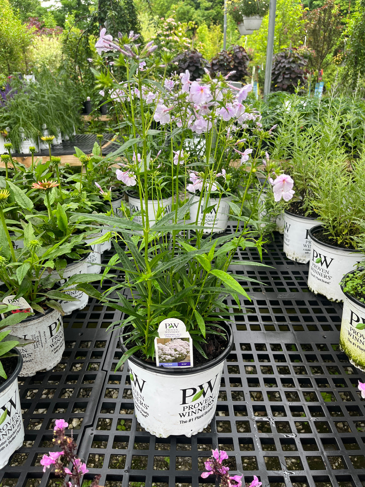 Opening Act Pink-A-Dot Phlox For Sale Online! | Proven Winners
