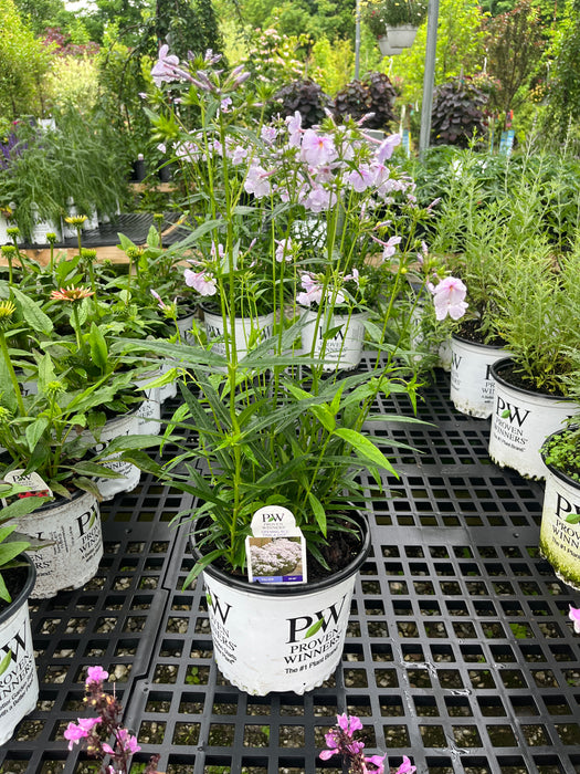 Opening Act Pink-A-Dot Phlox