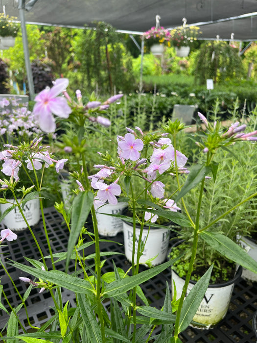 Opening Act Pink-A-Dot Phlox