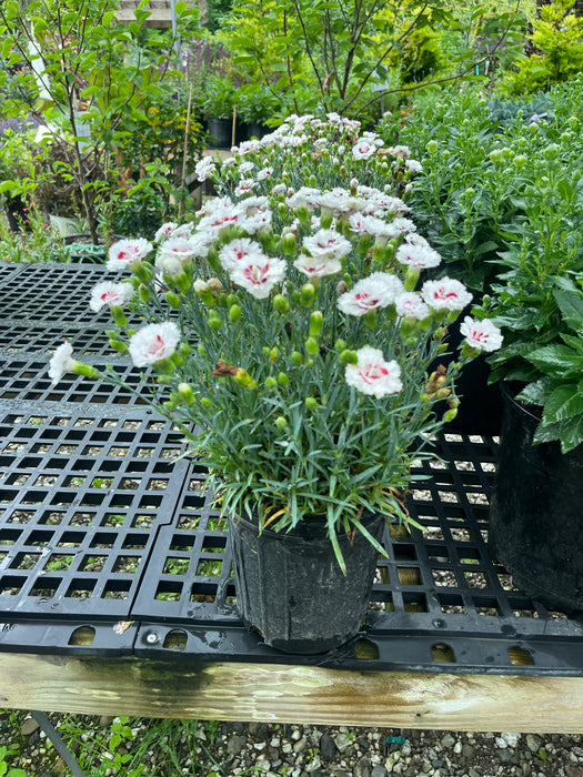 Scent First Coconut Surprise Dianthus
