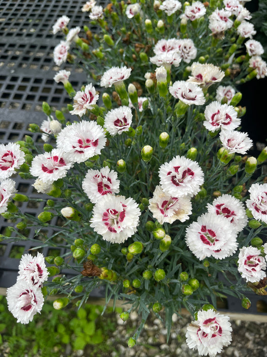 Scent First Coconut Surprise Dianthus