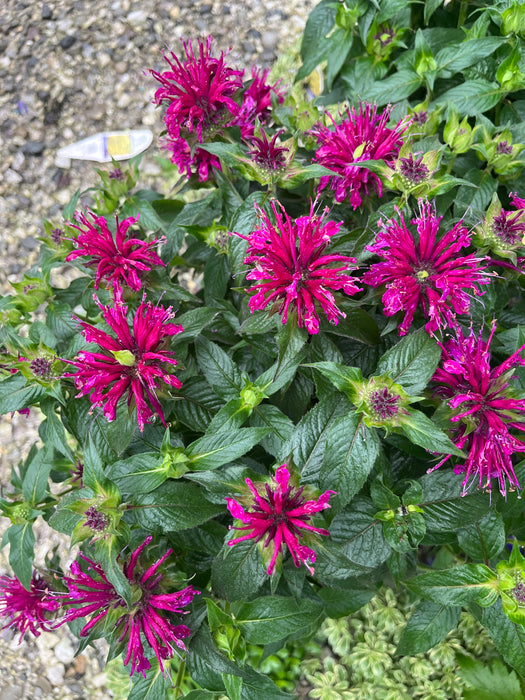 Balmy Purple Bee Balm