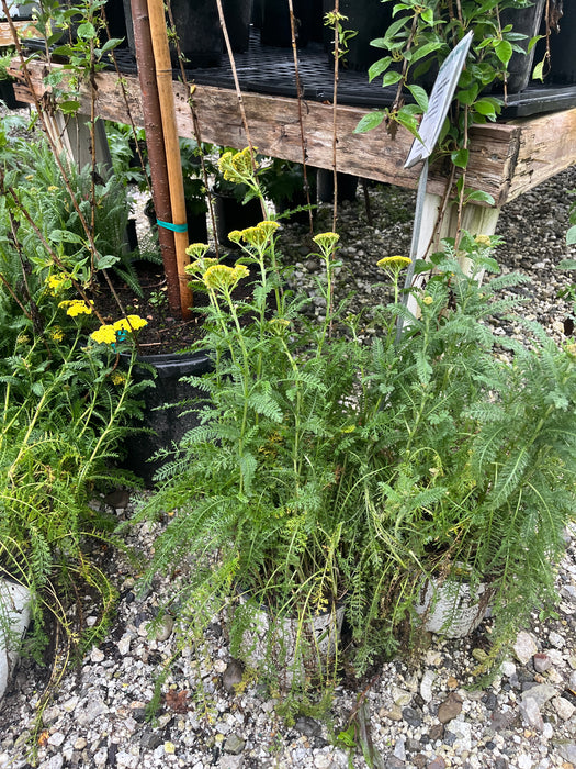 Firefly Sunshine Yarrow