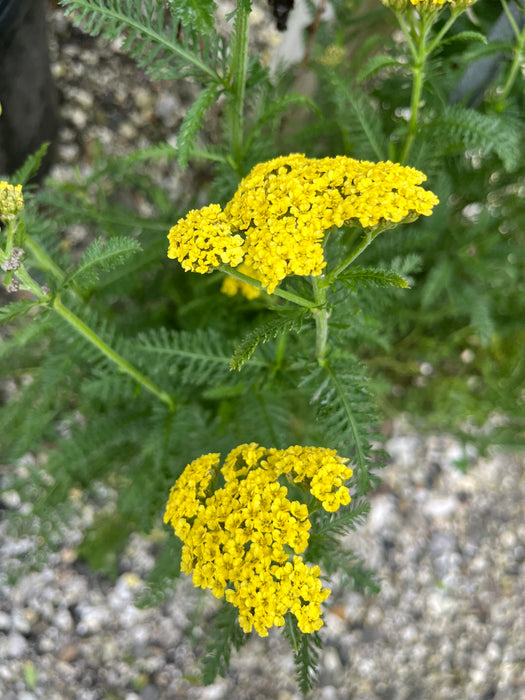 Firefly Sunshine Yarrow