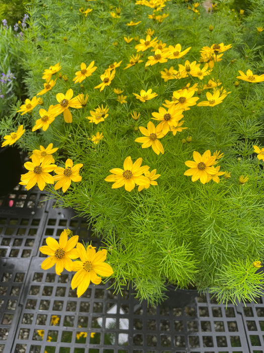Zagreb Tickseed Coreopsis