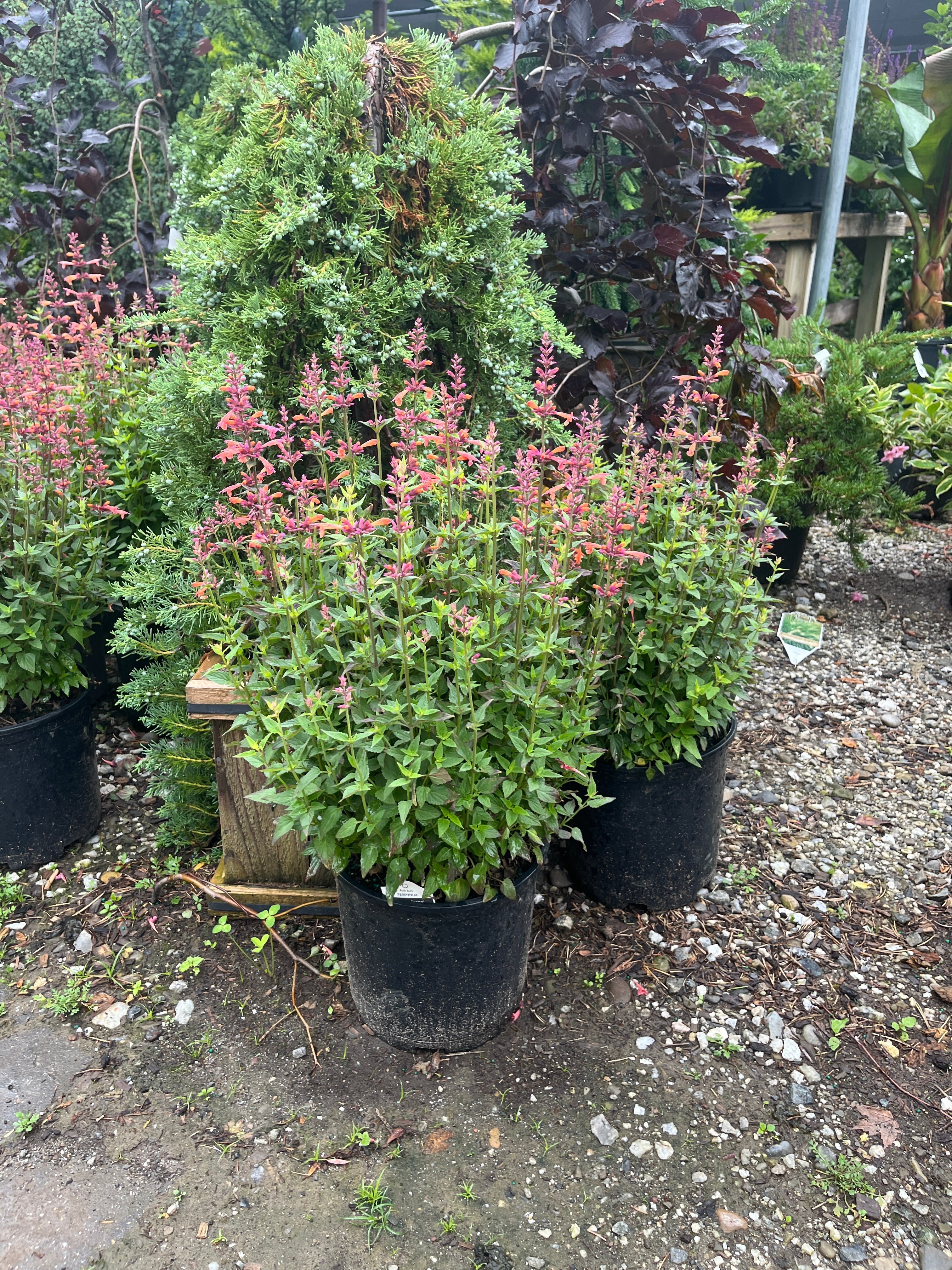 Mango Tango Hyssop