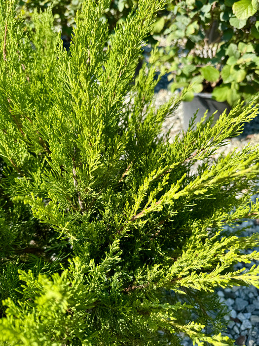 Sea Green Juniper