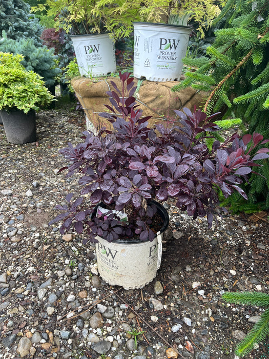 Winecraft Black® Smokebush