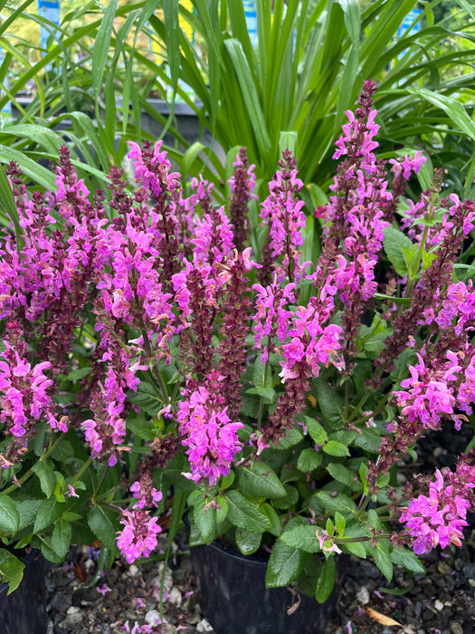 Rose Marvel Salvia
