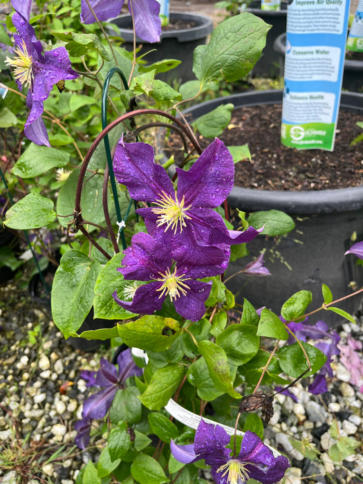 Jackman's Clematis