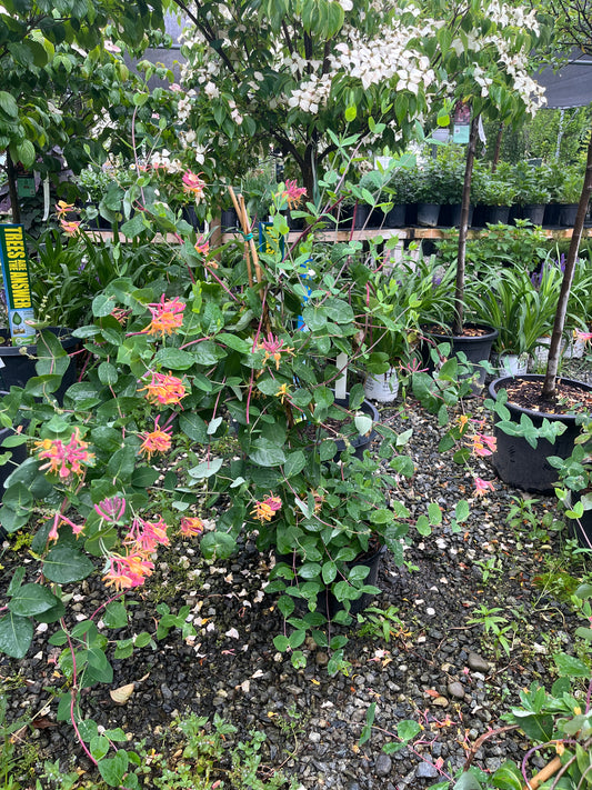 Goldflame Honeysuckle