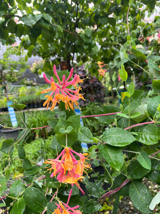Goldflame Honeysuckle