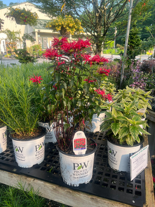 Upscale Red Velvet Bee Balm