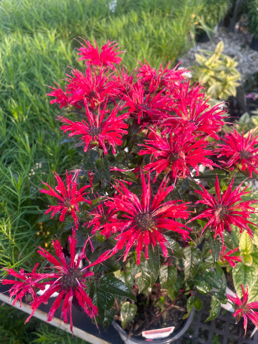 Upscale Red Velvet Bee Balm