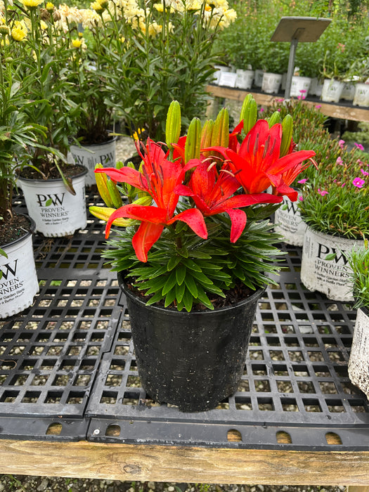 Matrix Asiatic Lily